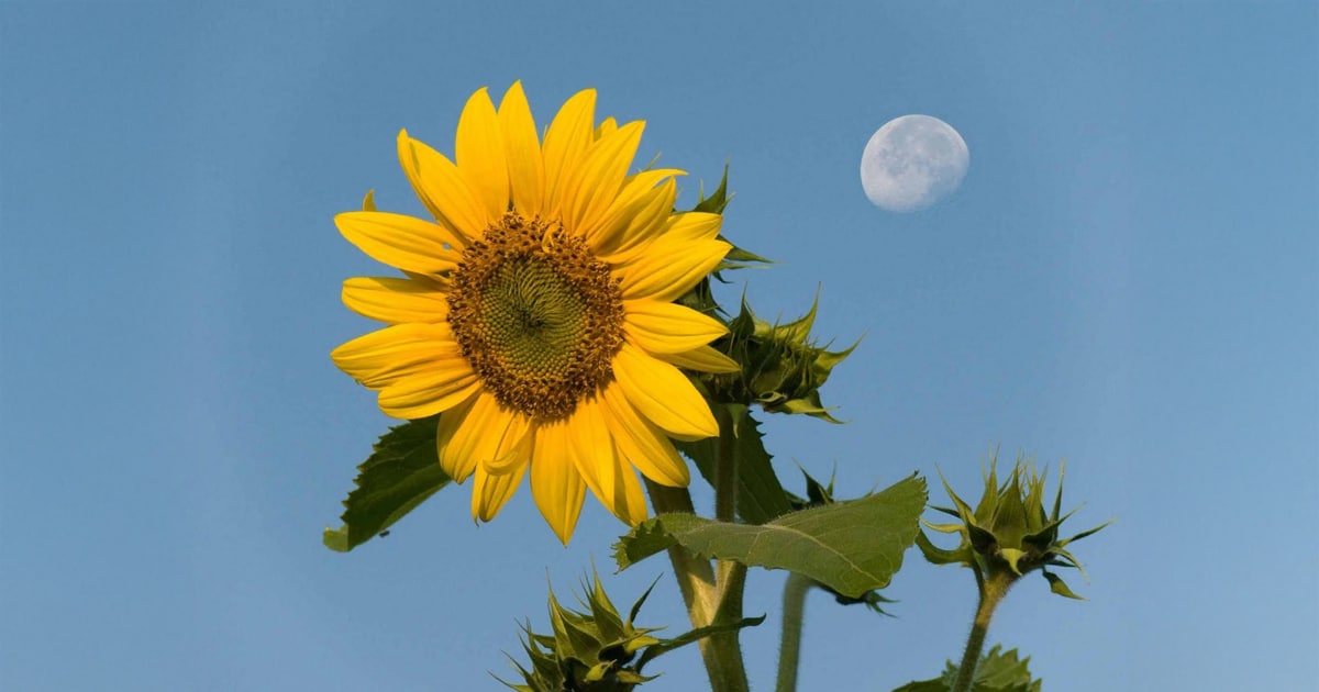 Waking up to a Daytime Moon in a Midlife Summer