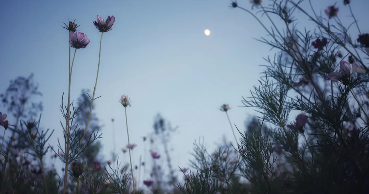 Venturing Down the Path Not Taken